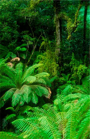 Temperate Rainforest, Otway National Park, Australia Foto de stock - Sin royalties Premium, Código: 600-02886395