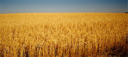 Barley Crop Ready for Harvest Foto de stock - Sin royalties Premium, Código: 600-02886392