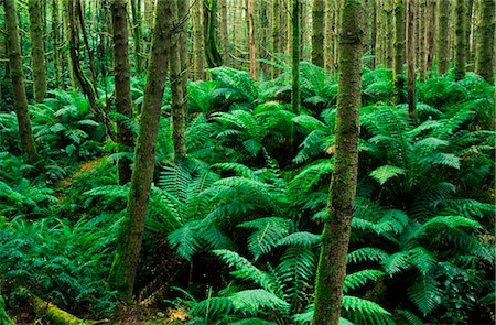 Temperate Rainforest, Otway National Park, Australia Stock Photo - Premium Royalty-Free, Code: 600-02886393