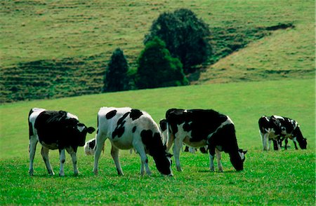 Dairy Cattle Grazing in Green Field Foto de stock - Sin royalties Premium, Código: 600-02886416