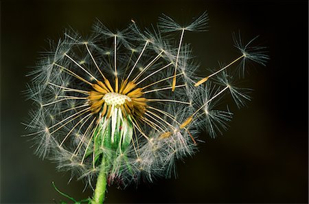 diente de león - Dandelion Seed Bloom Foto de stock - Sin royalties Premium, Código: 600-02886417