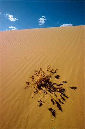 plantas do deserto - Desert, Western Australia, Australia Foto de stock - Royalty Free Premium, Número: 600-02886487