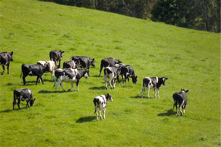 ranch - Pâturage du bétail laitier Photographie de stock - Premium Libres de Droits, Code: 600-02886511