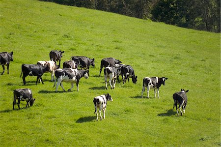 ranching - Pâturage du bétail laitier Photographie de stock - Premium Libres de Droits, Code: 600-02886511