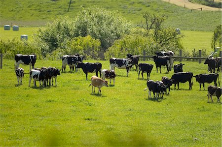 ranch - Pâturage du bétail laitier Photographie de stock - Premium Libres de Droits, Code: 600-02886512
