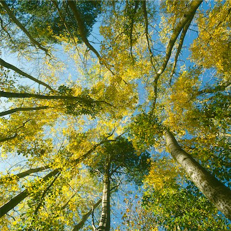 forest treetops - Tree Canopy, Australia Stock Photo - Premium Royalty-Free, Code: 600-02886524