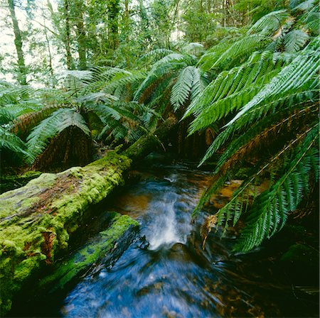 Rainforest Stream, and Tree Ferns, Tarra-Bulga National Park, Victoria, Australia Foto de stock - Royalty Free Premium, Número: 600-02886525