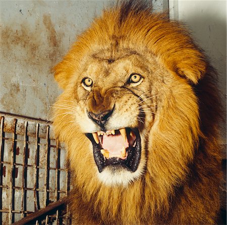 Lion Roaring Stock Photo - Premium Royalty-Free, Code: 600-02886527