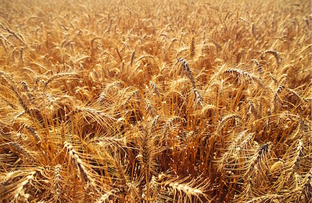 Wheat, Australia Stock Photo - Premium Royalty-Free, Code: 600-02886523