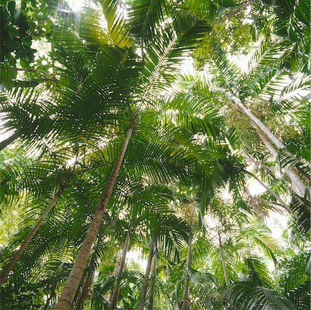 debajo - Rainforest, Australia Foto de stock - Sin royalties Premium, Código: 600-02886531