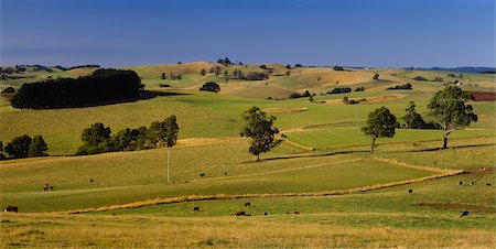 Fields, Gippsland, Victoria, Australia Stock Photo - Premium Royalty-Free, Code: 600-02886546