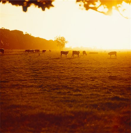 Cattle Grazing at Sunrise Foto de stock - Sin royalties Premium, Código: 600-02886586