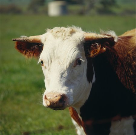 Portrait of Hereford Cow Foto de stock - Sin royalties Premium, Código: 600-02886588