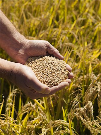 field rice - Hands Holding Rice, Crop Ready for Harvest, Australia Stock Photo - Premium Royalty-Free, Code: 600-02886627