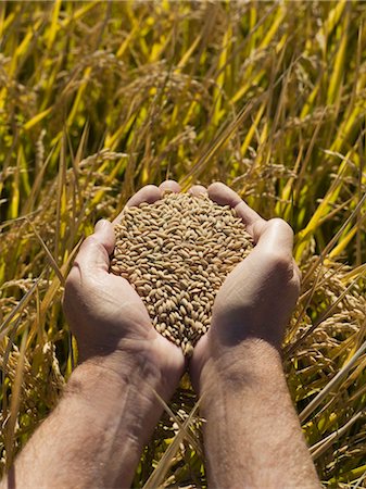 simsearch:600-02886559,k - Hands Holding Rice, Crop Ready for Harvest, Australia Foto de stock - Sin royalties Premium, Código: 600-02886629