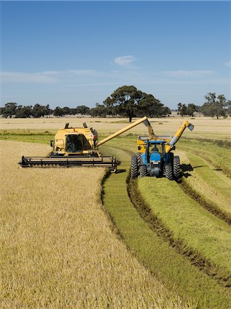 farm harvesting equipment - Rice Harvesting, Australia Stock Photo - Premium Royalty-Free, Code: 600-02886634