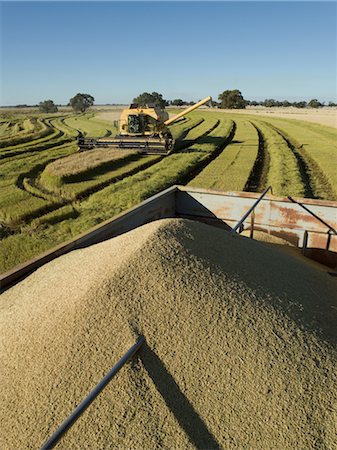 Rice Harvesting, Australia Foto de stock - Sin royalties Premium, Código: 600-02886638