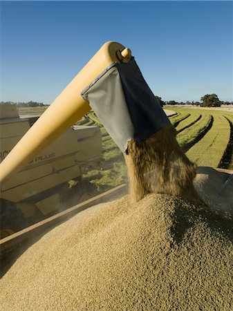 simsearch:600-02886259,k - Rice Harvesting, Unloading Grain into Trailer, Australia Fotografie stock - Premium Royalty-Free, Codice: 600-02886639