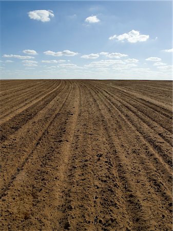 fallow - Ploughed Field Ready for Wheat Sowing, Australia Foto de stock - Sin royalties Premium, Código: 600-02886657