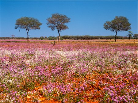 simsearch:600-02885980,k - Desert in Bloom, Wildflowers, Australia Foto de stock - Sin royalties Premium, Código: 600-02886667