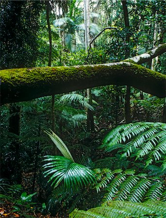 simsearch:600-02885951,k - Rainforest, Lamington National Park, Queensland, Australia Fotografie stock - Premium Royalty-Free, Codice: 600-02886672