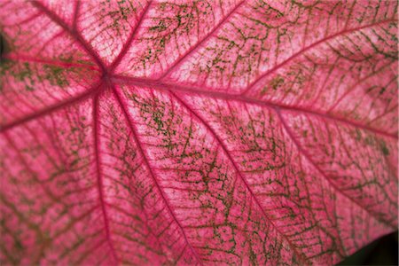 Leaf, Close-up Stock Photo - Premium Royalty-Free, Code: 600-02886727