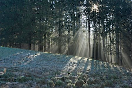 frosty morning - Sunlight Through Trees, Bavaria, Germany Stock Photo - Premium Royalty-Free, Code: 600-02886953