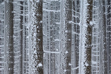Frost on Trees in Winter, Hochharz National Park, Saxony-Anhalt, Brocken, Germany Foto de stock - Sin royalties Premium, Código: 600-02887077