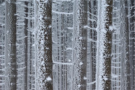 simsearch:614-05955395,k - Givre sur les arbres en hiver, le Parc National Hochharz, Saxe-Anhalt, Brocken, Allemagne Photographie de stock - Premium Libres de Droits, Code: 600-02887077