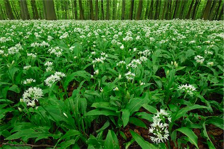 simsearch:600-02943379,k - Bear's Garlic in Bloom, Bad Langensalza, Hainich National Park, Thuringia, Germany Foto de stock - Royalty Free Premium, Número: 600-02887085