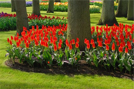 Red Tulips in Bloom, Keukenhof Gardens, Lisse, Netherlands Foto de stock - Sin royalties Premium, Código: 600-02887081