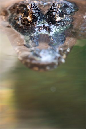 Crocodile Peeking Above Water Foto de stock - Sin royalties Premium, Código: 600-02887190