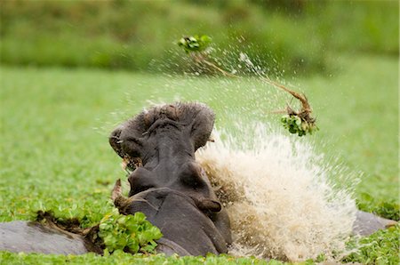 Combat, Masai Mara, Kenya des hippopotames Photographie de stock - Premium Libres de Droits, Code: 600-02887364