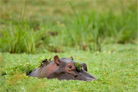 Hippopotame dans l'étang, Masai Mara, Kenya Photographie de stock - Premium Libres de Droits, Code: 600-02887363