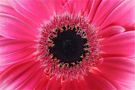 Pink Gerbera Daisy Stock Photo - Premium Royalty-Free, Code: 600-02883164