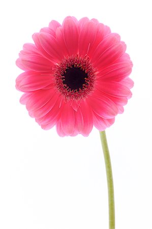 daisy on white - Pink Gerbera Daisy Stock Photo - Premium Royalty-Free, Code: 600-02883162