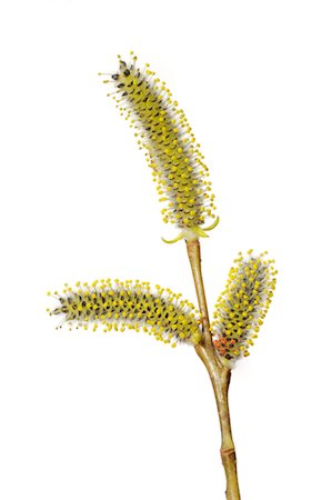 simsearch:600-08082942,k - Male Willow Catkins Foto de stock - Sin royalties Premium, Código: 600-02883174