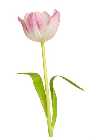 flower petals white background - Tulip Stock Photo - Premium Royalty-Free, Code: 600-02883172