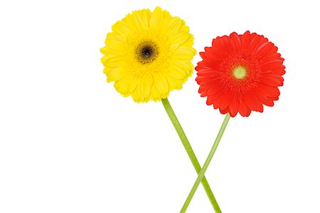 Gerbera Daisies Stock Photo - Premium Royalty-Free, Code: 600-02883181