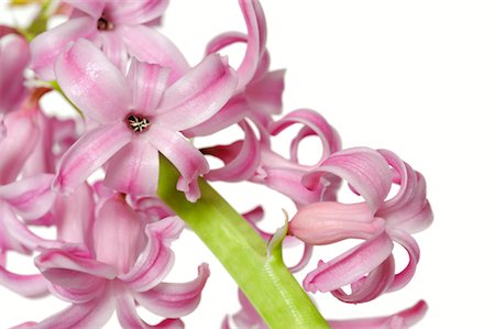 pink bulb houseplants - Pink Hyacinth Stock Photo - Premium Royalty-Free, Code: 600-02883183