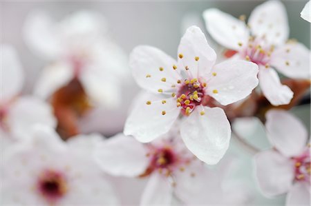 Cherry Plum Blossom Stock Photo - Premium Royalty-Free, Code: 600-02883208