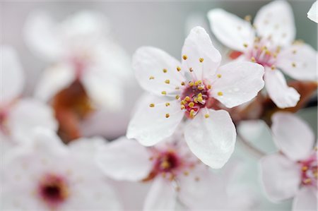 extreme close up of a flower - Cherry Plum Blossom Stock Photo - Premium Royalty-Free, Code: 600-02883208