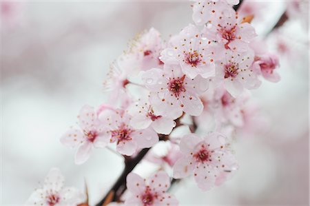 Cherry Plum Blossom Foto de stock - Sin royalties Premium, Código: 600-02883209