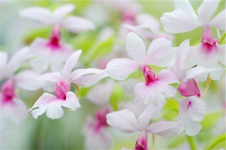 Orchid Vestita Calanthe Photographie de stock - Premium Libres de Droits, Code: 600-02883218