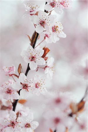 simsearch:6102-03905680,k - Cherry Plum Blossom Foto de stock - Royalty Free Premium, Número: 600-02883211