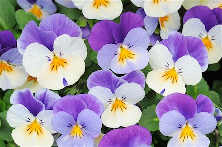 simsearch:700-00033558,k - Viola Pansies Stock Photo - Premium Royalty-Free, Code: 600-02883213