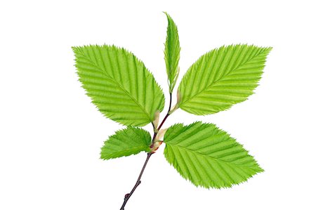 ricrescita - Common Hornbeam Branch with Fresh Leaves in Spring Fotografie stock - Premium Royalty-Free, Codice: 600-02883235