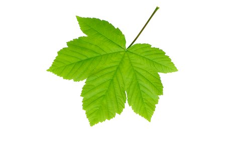 Sycamore Maple Leaf Stock Photo - Premium Royalty-Free, Code: 600-02883239