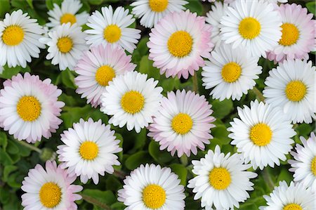 Overhead Close-Up of Daisies Stock Photo - Premium Royalty-Free, Code: 600-02883245