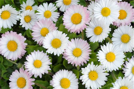 petals top view - Overhead Close-Up of Daisies Stock Photo - Premium Royalty-Free, Code: 600-02883245